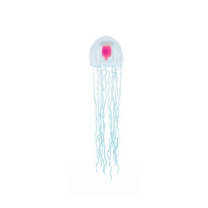 Pink Immortal Jellyfish